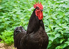 Black Jersey giant rooster