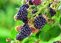 blackberry bush