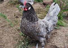 Blue andalusian pure breed chicken in backyard
