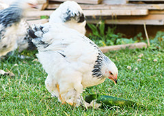 brahma chicken in backyard