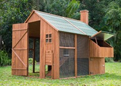 a walk in coop makes it easy to get up close and personal with your chickens