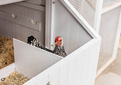 broody hen in chicken coop nesting box