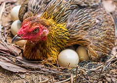 broody hen trying to incubate too many eggs on the ground