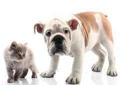 Bulldog and cat kitten