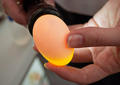 Candling a developing embryo in an incubating backyard chicken egg