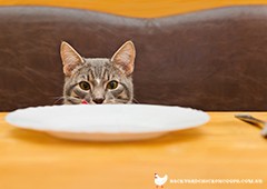 Cats rely on their human to give them a balanced diet