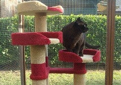 Dark Burmese cat on cat tree in Kitty Kastle enclosure