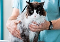 Vet holding cat in vet clinic