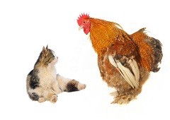 Chicken and cat together