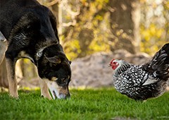 chicken-and-dog