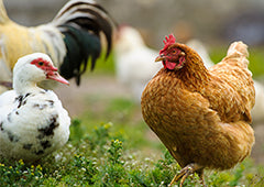 chickens free ranging with backyard ducks in a mixed poultry flock