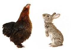 Chickens and rabbits can become fast friends