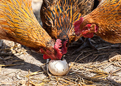 Welsummer chicken eating her own egg