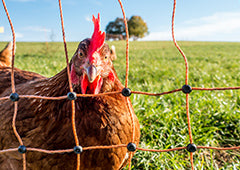 chicken behind electric fencing
