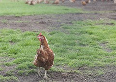 an isa brown chicken standing by itself away from flock