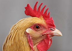 chickens with single combs are the most common