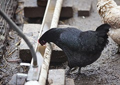 Black chicken drinking from trough water drinker