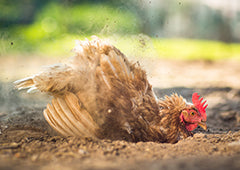 chicken dust bathing in backyard