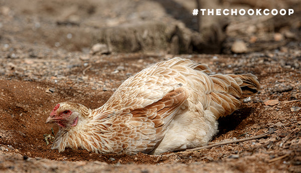 chicken dust bathing diatomaceous earth