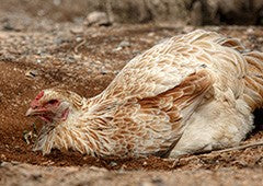 chicken-dust-bathing