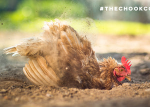 chicken dust bathing