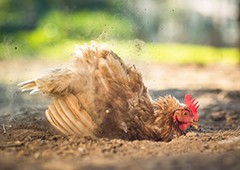 For backyard chickens dust bathing is the best way to keep clean