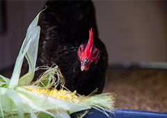 chicken eating corn in backyard coop