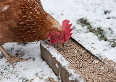 chicken eating pellets in snow