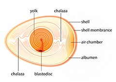 Fertilised chicken egg diagram