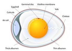 Diagram of a chicken egg