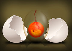 Illustration of a fertile chicken egg with a developing embryo