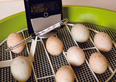 Fertilised chicken eggs in incubator with thermometer