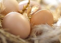 Chicken eggs in nest