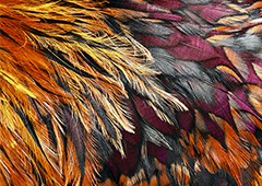 beautiful chicken plumage, showing the variety of feather types