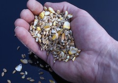 a handful of chicken scratch including seeds, grains, and corn