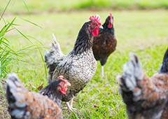 chicken flock in backyard