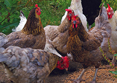 Mixed flock of backyard chickens