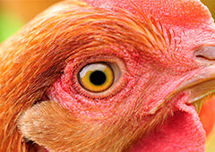 Chicken head close up