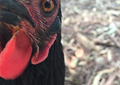 Chicken heads are an interesting and unique aspect of their anatomy