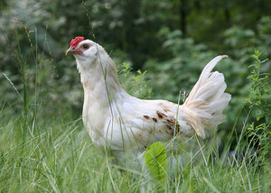 Sustainable Living with Backyard Chickens