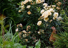 Chicken in backyard garden rose bush