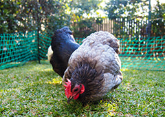 Chicken in backyard with poultry fencing