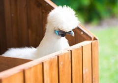 herbs and flowers in the nesting box can make it a pleasure for your chickens to lay