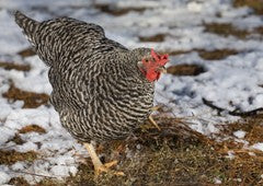 Plymouth rock chicken in winter cold