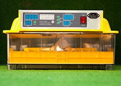 an incubator is the most important tool for hatching baby chicks
