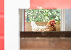 chicken inside the taj mahal chicken coop