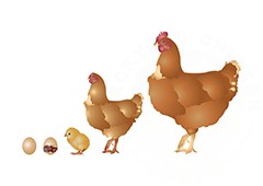 graphic showing the life cycle of chickens