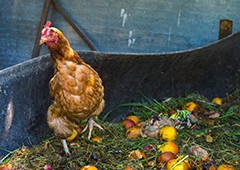 Isa brown chicken in compost bin