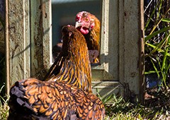 Chicken looking at own reflection in mirror