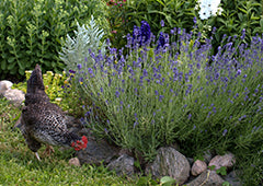 chicken near lavender plants in garden